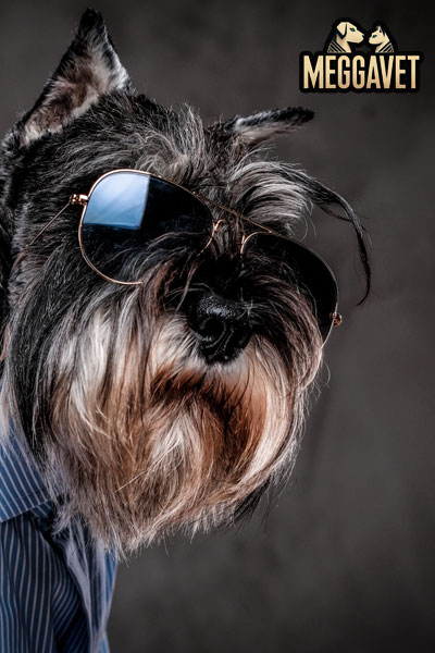 fashionable-schnauzer-dogs-dressed-blue-shirt-sunglasses